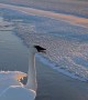Friends Free Swan Stuck on Frozen Minnesota Lake
