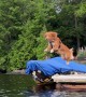 Lennon the Dog Loves Diving From the Dock