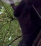 Black Bear Climbs Up Tree for Bird Seed Snack