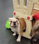 Bulldog's Booty Stuck in Playhouse