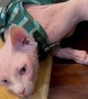 Hairless Cat Hates His Harness