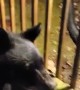 Black Bear Visits Family at Cabin in Gatlinburg