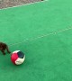 Dachshund Plays With Soccer Ball