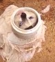 Kitten Rescued From Pipe