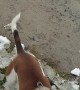 Dog Catches and Eats Snowballs