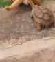 Tortoise Startles Dog With Bite