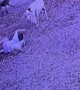 Little Boy Tackled by Sheep