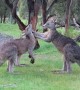 Kangaroos Jostle With Each Other