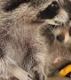 Raccoon Mom Sneaks Snack From Offspring
