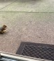 Handfeeding Squirrels