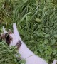 Clumsy Cat Pounces at Tall Grass
