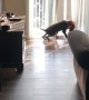 Puppy Practices Poor Coordination