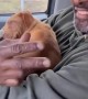 Guy receives puppy for his birthday surprise