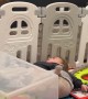 Wild Child Playing in Playpen Tumbles off Plastic Box