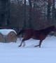 Horses Playing in the Snow