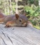 Young Red Squirrel Sploots Flat on Hot Day