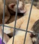 Ferrets and Kitten Enjoy Cuddle Time in Pet Hammock
