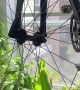 Corn Snake Wraps Itself Throughout Bike Tire