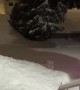 Leaping Into the Snow in Slow Motion