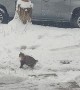 Fluffy Cat Catches Snowflakes