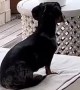 Goofy Dachshund Wiggles Around on Back