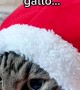 Cat Hides Inside Santa's Hat