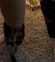 Helping a Stuck Cat Get Out of a Hoodie Sleeve