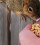 Handfeeding a Friendly Squirrel
