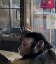 Capuchin Monkey Enjoys Cleaning Windows