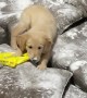 Golden Retriever Puppy Makes a Mess With Flour
