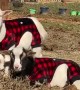 Baby Goats Seem Unimpressed With Matching Pajamas