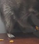 Sneaky Raccoon Eats Goldfish Crackers