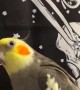 Groot he Cockatiel Fake Sneezes