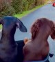Dachshund Ears Flap in the Wind on Bike Ride
