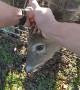Police rescue deer with antlers entangled in wire fence