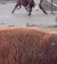 Cow Goes Ice Skating