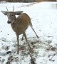 Police officers help rescue deer in distress