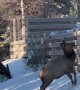 Young Elk Tries to Play With Magpie