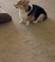 Corgi Puppy Picks on Big Brother