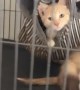 Kitten in the Ferret Cage