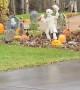 Scaredy Moose Run From Halloween Decorations