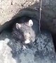Rodent Goes After Man Holding Shovel