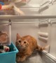 Stubborn Cat Climbs Into Fridge