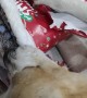 Doggy Opens His Christmas Present