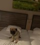 Louie the Pug Digs on Mattress Then Pauses