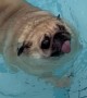 Bao Bao the Pug Goes for a Swim