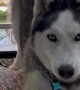 Playful Husky Tries to Dig on Mattress
