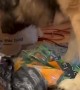 Dog Opens His Christmas Present