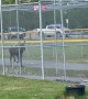 Moose Chases Little League Player
