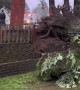 Tree Falls on House During Wind Storm